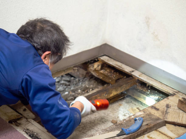 Best Crawl Space Mold Removal  in Ithaca, NY