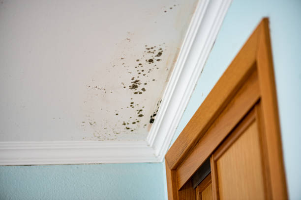 Best Mold Cleaning Services  in Ithaca, NY