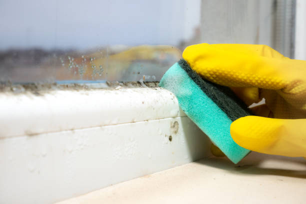 Best Mold Removal and Inspection  in Ithaca, NY