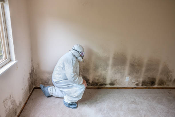 Best Local Mold Removal Service  in Ithaca, NY